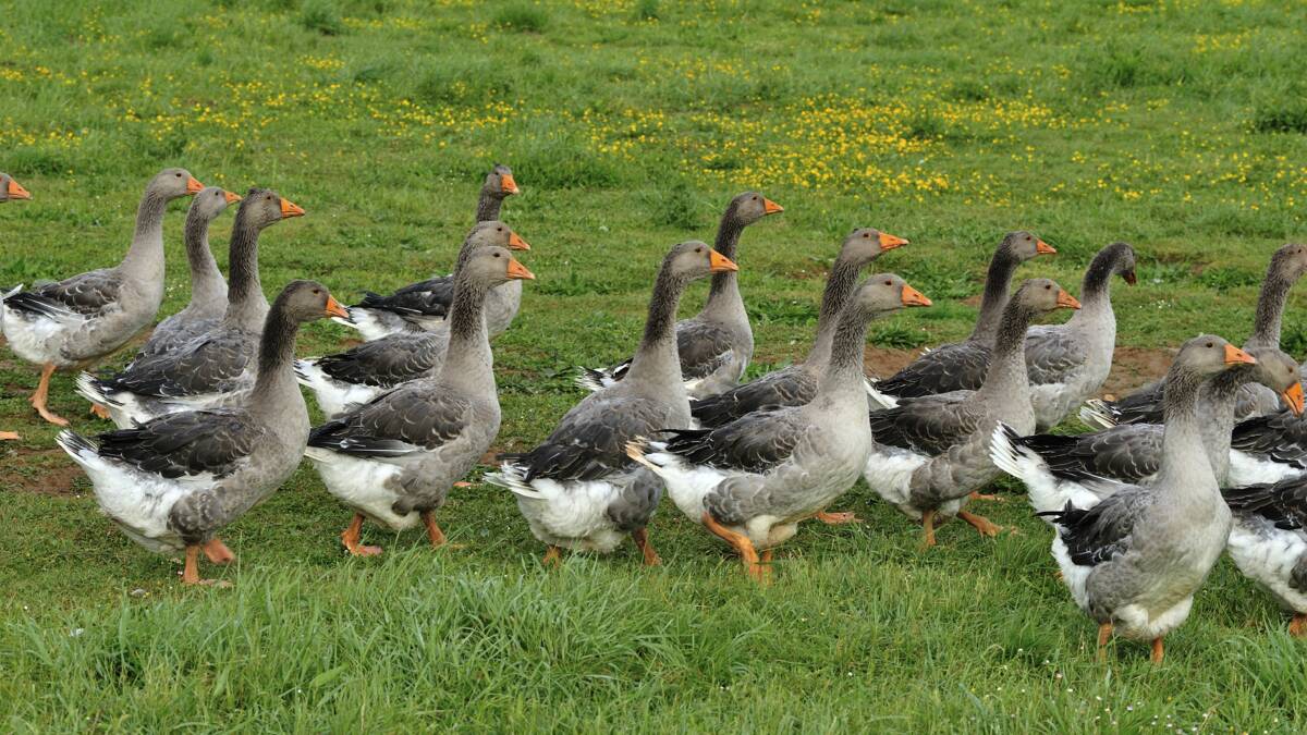 Perigord geese at Castelnaud-la-Chapelle.