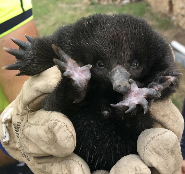 A young echidna found wandering past the stables at the Squatters Arms. Picture: Raelene Forbes