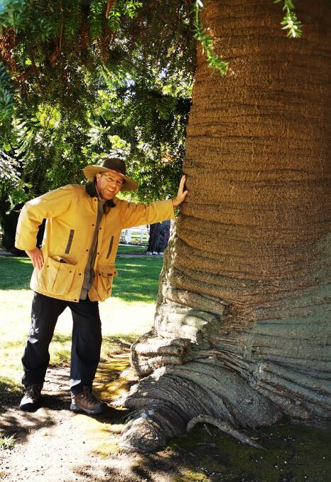 Tim checks out the elephant skin-like trunk of the towering Bunya Pines at Lanyon. Picture: Rose Higgins