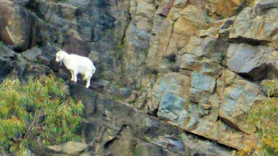 The Mugga Mugga goat. Picture: Michael Sim