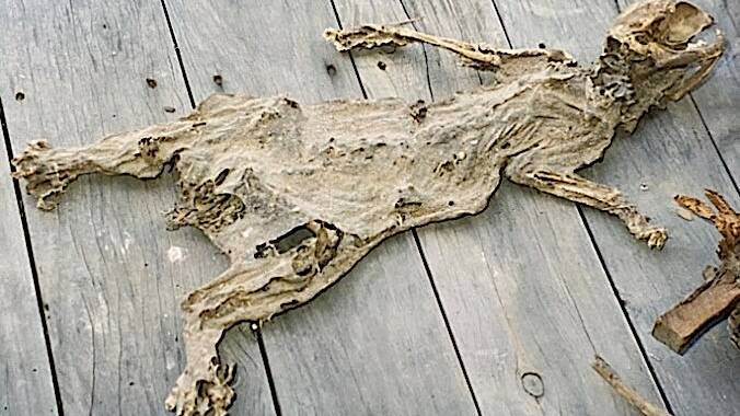 One of two mummified cats Liz and John Baker found underneath an historic house they renovated at Hovells Creek. Picture: Liz Baker