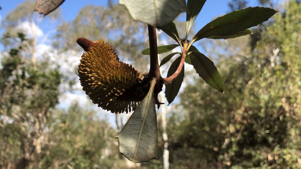 Banksia flower in the Botanic Gardens. Picture: Shay Simpson