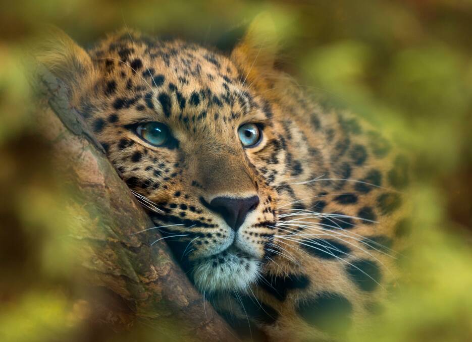 Amur leopards live in the forests of the Russian Far East and are on the brink of extinction due to poaching, loss of habitat and in-breeding. Pictures: Alamy