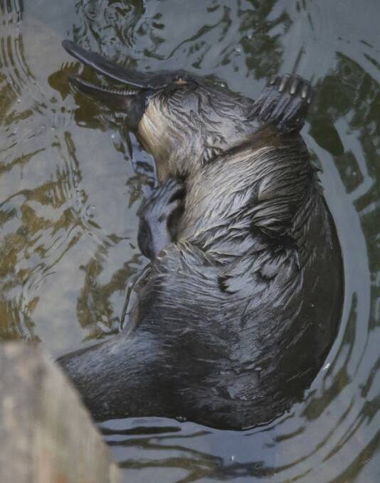 Rubbish can injure and kill platypus. Picture: Ann Killeen