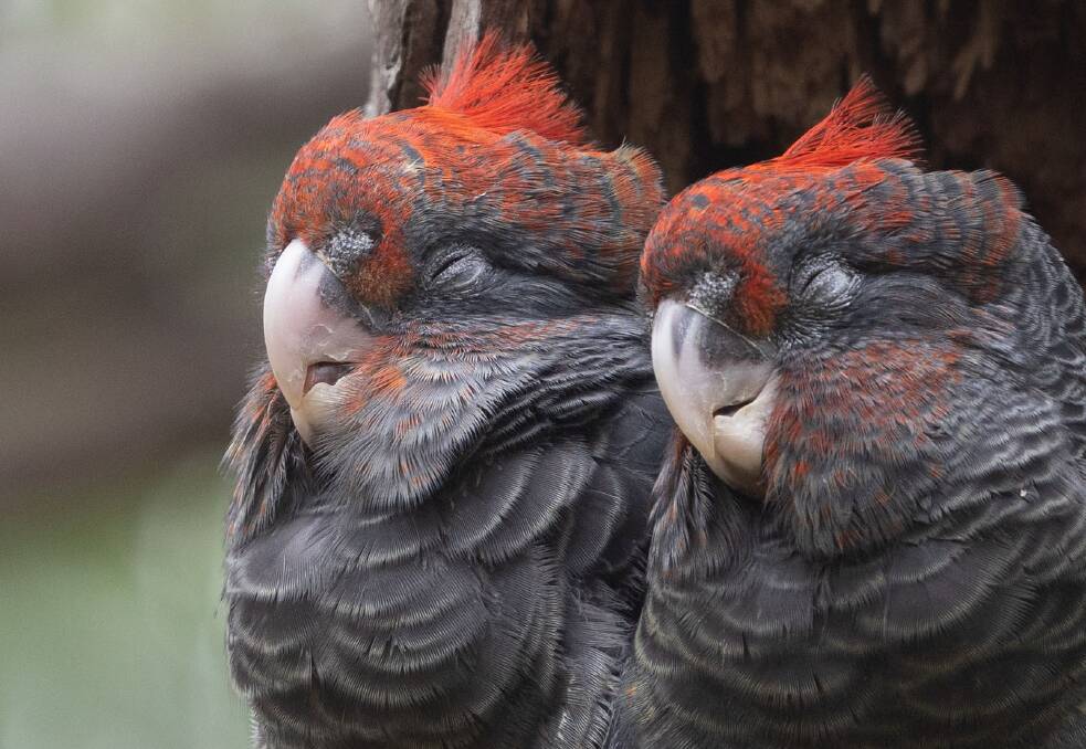 The two male gang-gang chicks at the entrance to the secret hollow in Aranda bushland. Picture: Julian Robinson