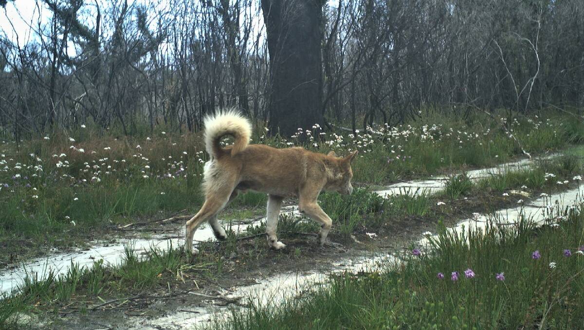 A dingo wanders by a wildlife camera in Nadgee Nature Reserve. Picture: Dr Andrew Claridge