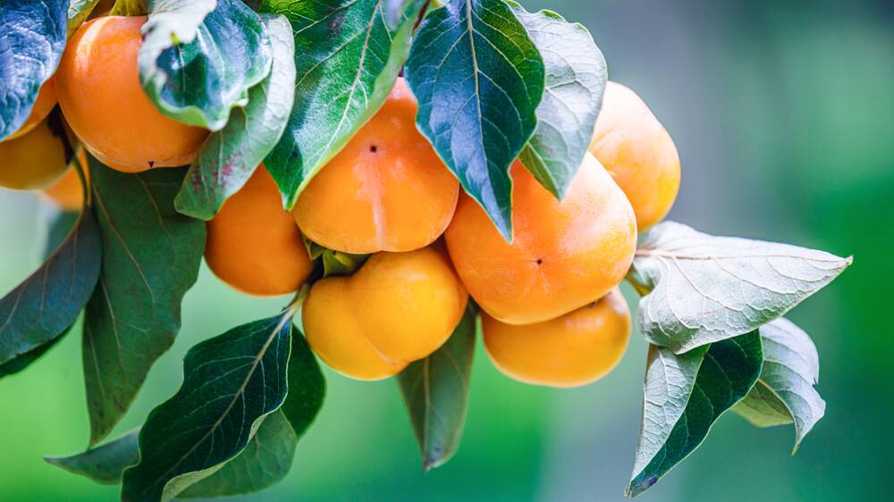 I planted the persimmon purely for its beauty - and for the birds. Picture: Shutterstock