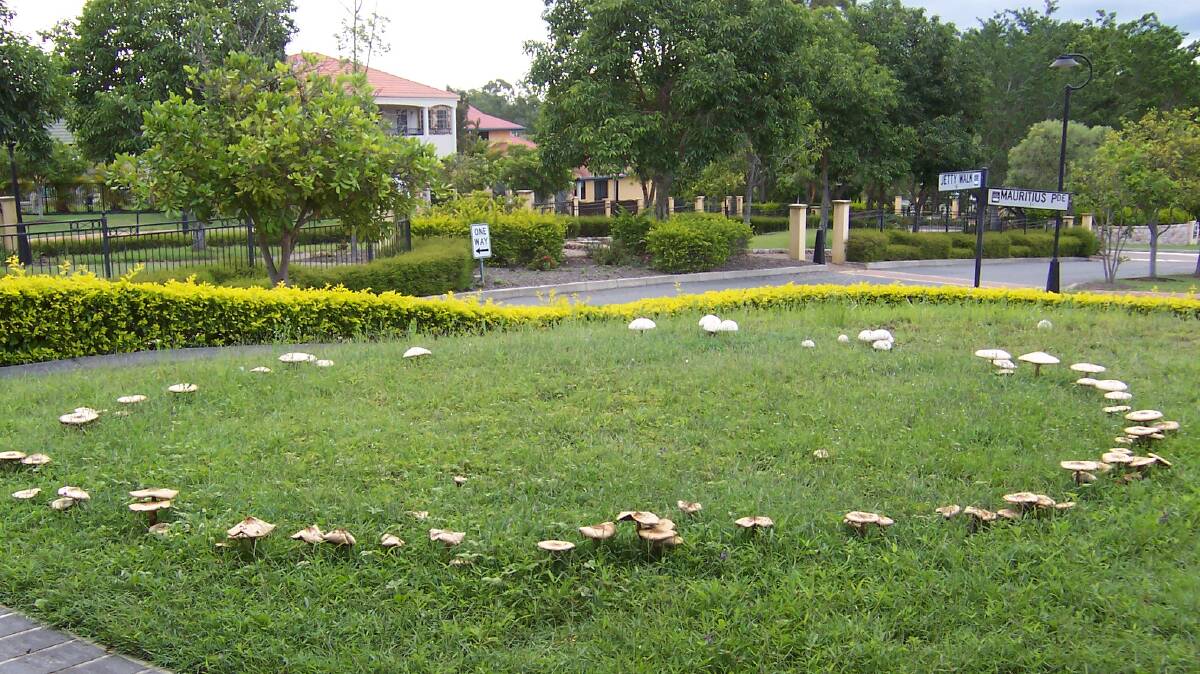 Faery rings like this one in a Brisbane suburb are now popping up all over Canberra. Picture: Wikicommons