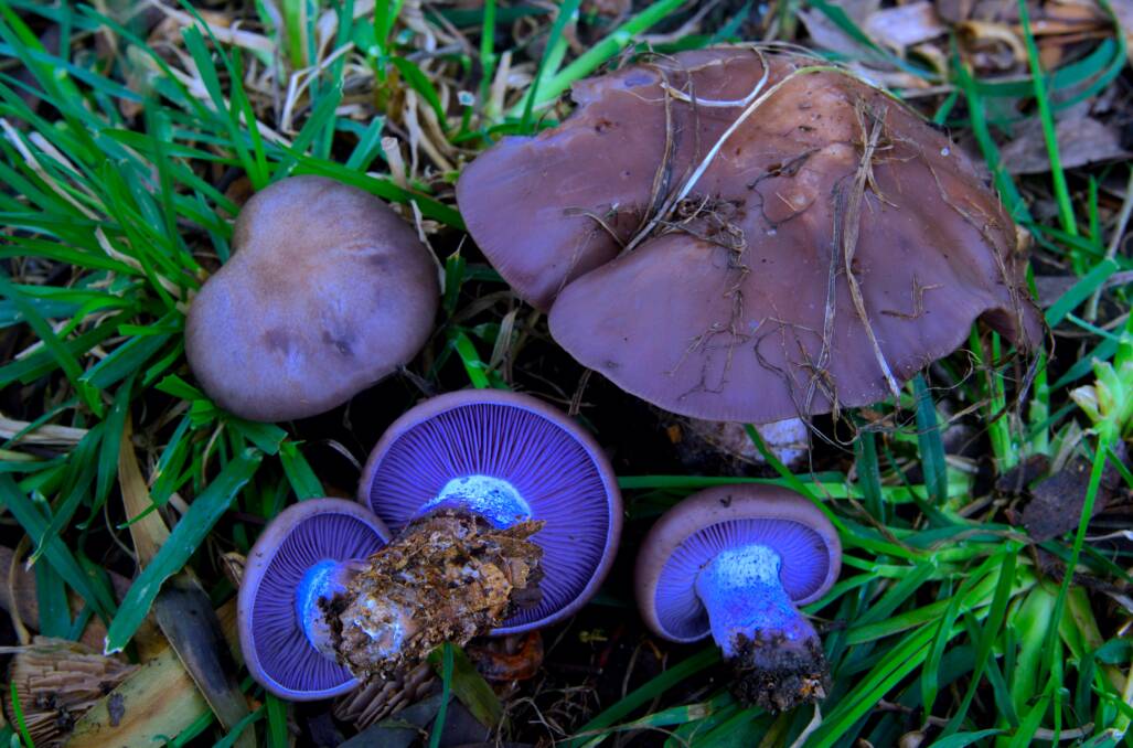 Exotic blue mushrooms - Lepista nuda - were found growing in a bower near Braidwood. Picture: Tim the Yowie Man