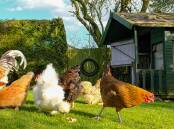 Chickens do double duty, producing eggs AND fertiliser. Picture: Shutterstock