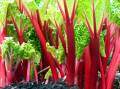 Rhubarb, anyone? Picture: Shutterstock
