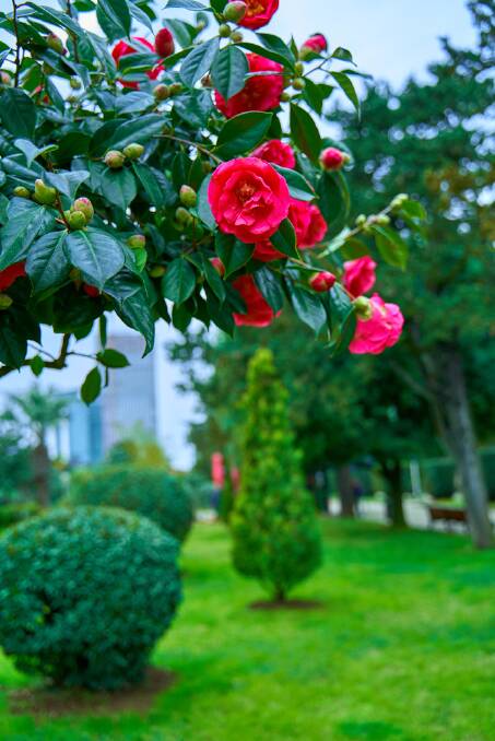 While hardy, it is also extremely easy to kill camellias. Picture: Shutterstock