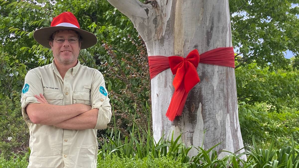 Trees decorated with red ribbons are becoming a popular alternative to Christmas lights. Picture by Tim the Yowie Man