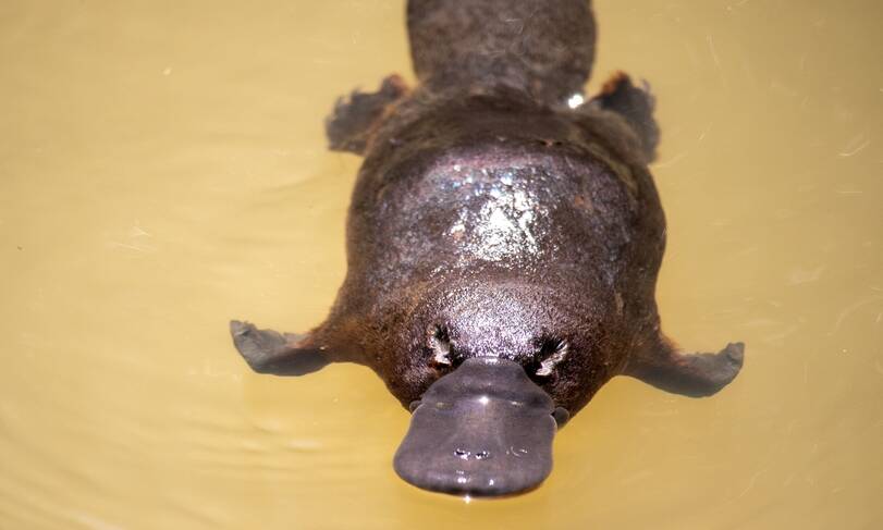 Ask Fuzzy: Does a platypus have a stomach? | The Canberra Times | Canberra,  ACT