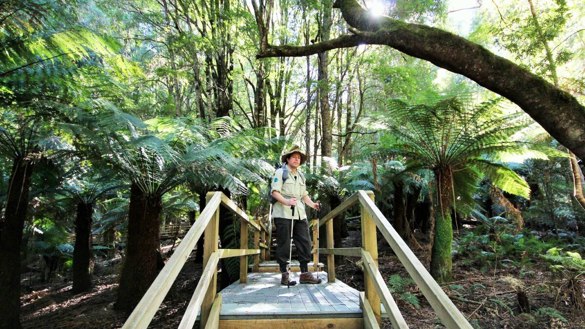 Exploring the giant tree ferns of Penance Grove. Picture: Dave Moore