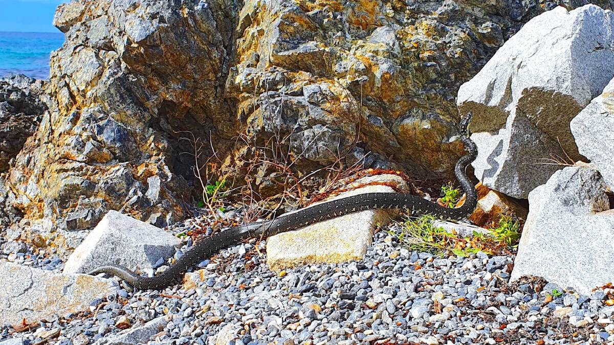 A python at Australia Rock, near Narooma's southern breakwall. Picture: Jules Rush