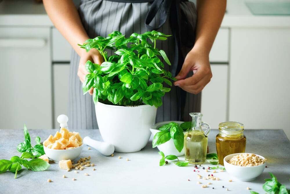 Keep a potted basil plant in a sunny spot indoors. Picture: Shutterstock