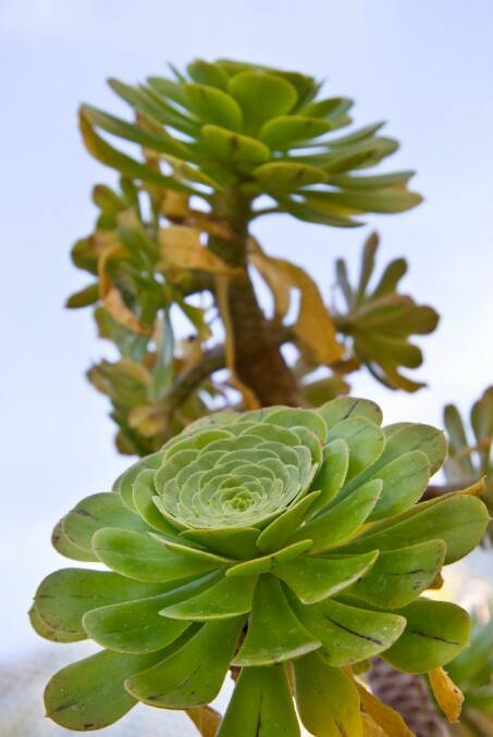 Succulents and roses weather droughts better than most. Picture: Getty Images