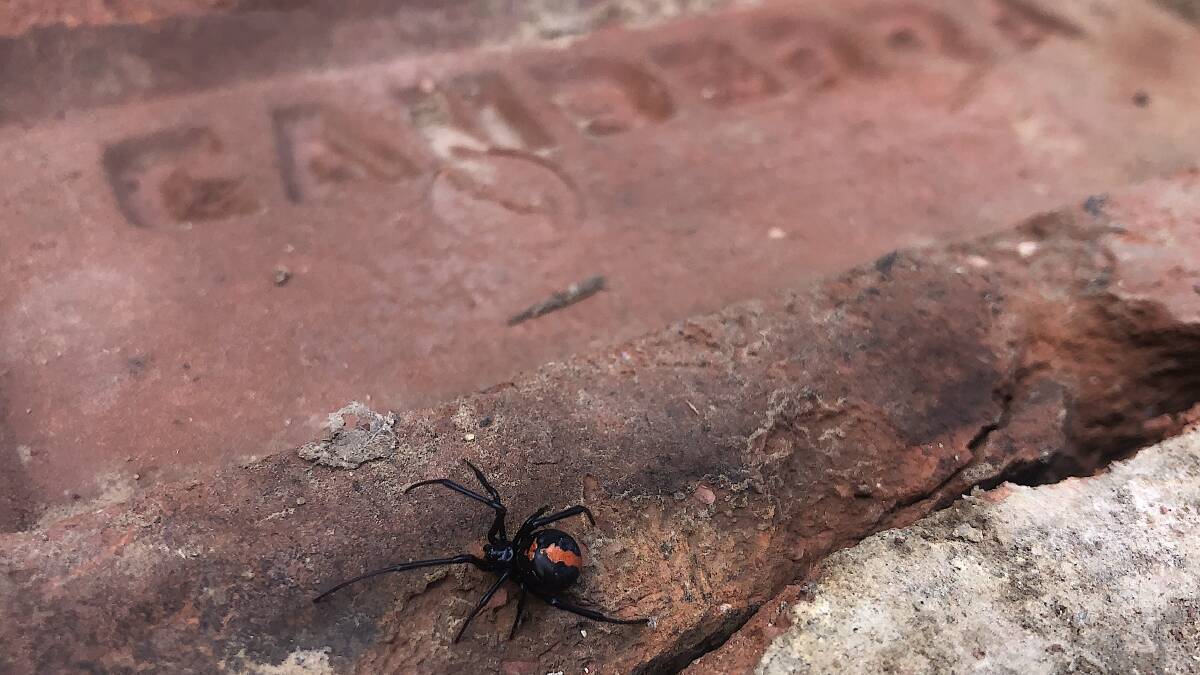 Tony Rowley captured this photo of a redback spider scurrying across a red Canberra brick. 