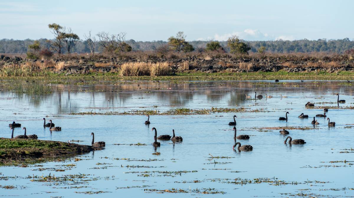 Hundreds of black swans live on the water of Tae Rak (Lake Condah).