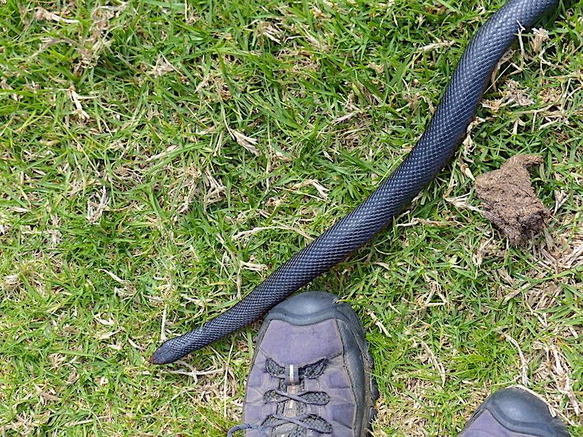 A red-bellied black snake slithers by Matthew Higgins' boot.