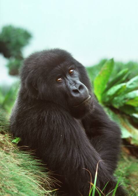 A mountain gorilla at the Virunga Volcanoes in Rwanda.