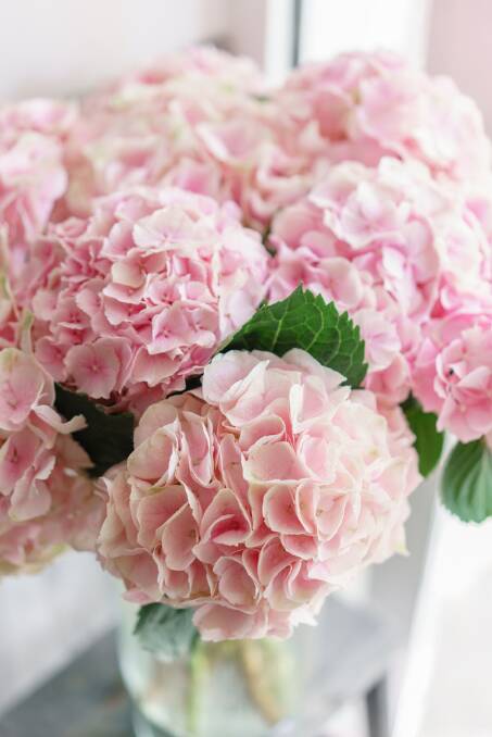 A simple arrangement of hydrangeas looks wonderful. Picture: Shutterstock