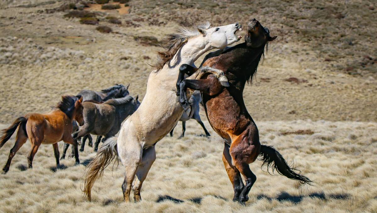 Michelle Brown's award-winning photo of stallions Pale Face and Poster Boy fighting in northern Kosciuszko National Park. Picture: Michelle Brown