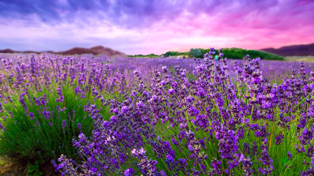 With good planning you can have flowering lavender all year round. Picture: Shutterstock