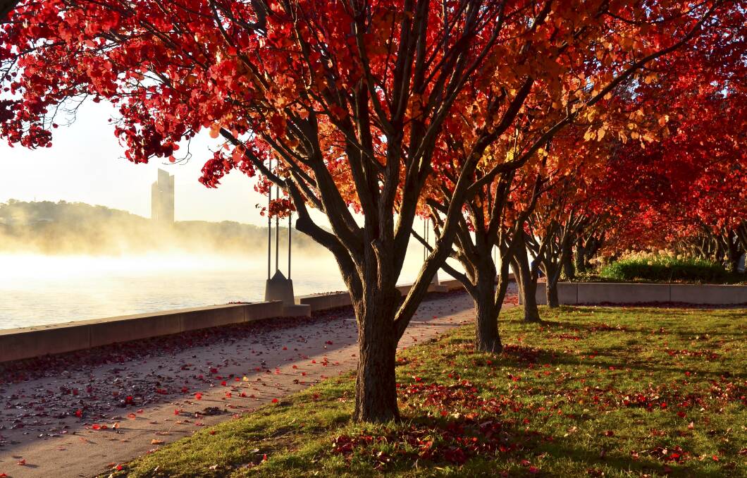 Autumn in Canberra is beyond beautiful. Picture by Flora Kerblat