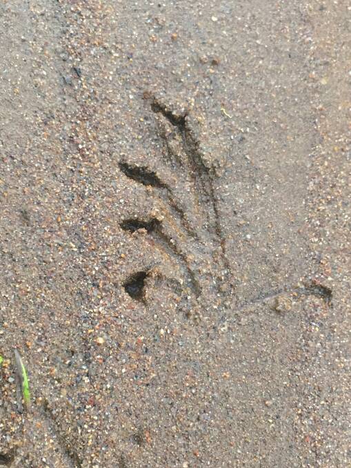  Platypus tracks found on the edge of the Molonglo River near Coombs. Picture by Craig Collins
