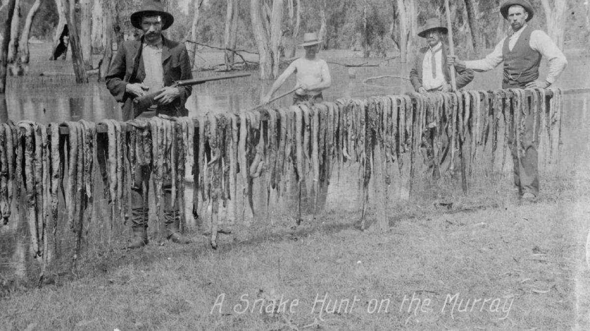 Tiger snakes hung over a fence after a snake hunt at the Barmah river red gum forest on the Murray River, between 1890 and 1914. Picture: National Library of Australia