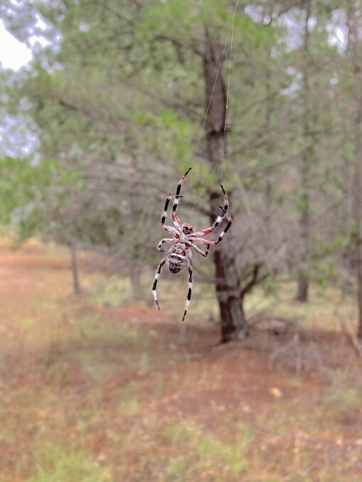 One of the many orb weaver spiders in Fairbairn Pines. Picture: Lachlan Moore