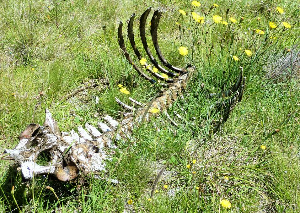 A brumby carcass pushing up daisies in northern Kosciuszko National Park. Picture: Tim the Yowie Man