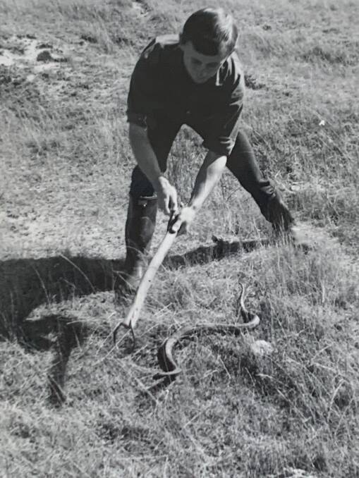 Ric Longmore collecting a tiger snake at Lake George in the early 1960s. Picture: G. Lord