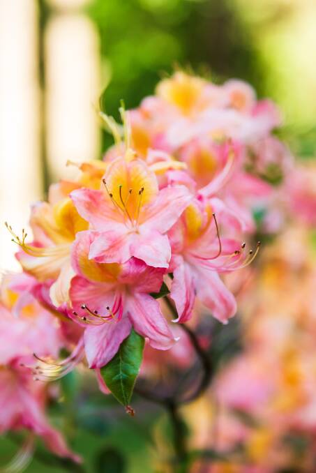 Worth the wait: Rhododendrons are slow growing. Picture: Shutterstock