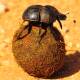 There are 23 species of dung beetle introduced to Australia. Picture: Shutterstock