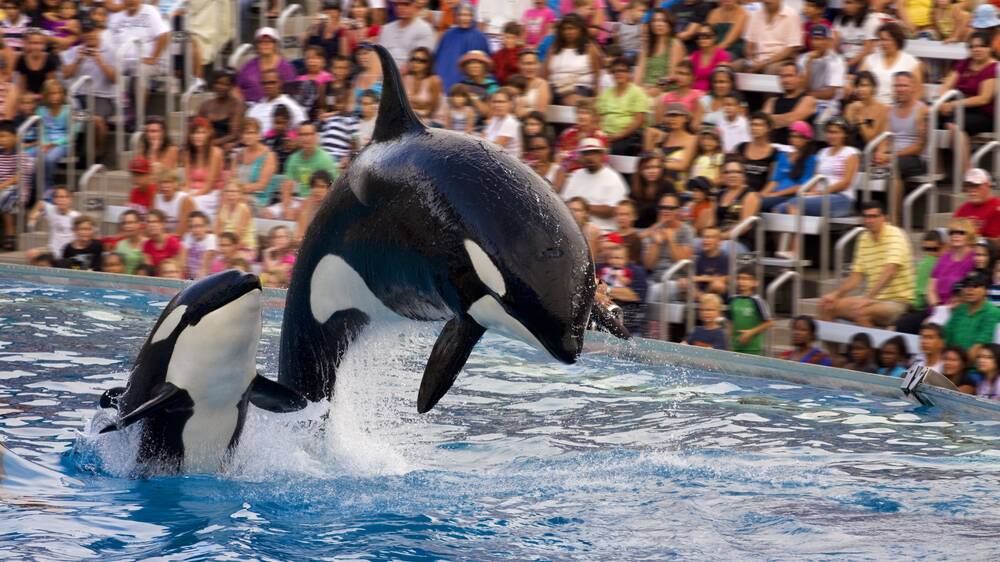TripAdvisor has stopped promoting attractions that use dolphins, porpoises, and whales for entertainment. Picture: Shutterstock
