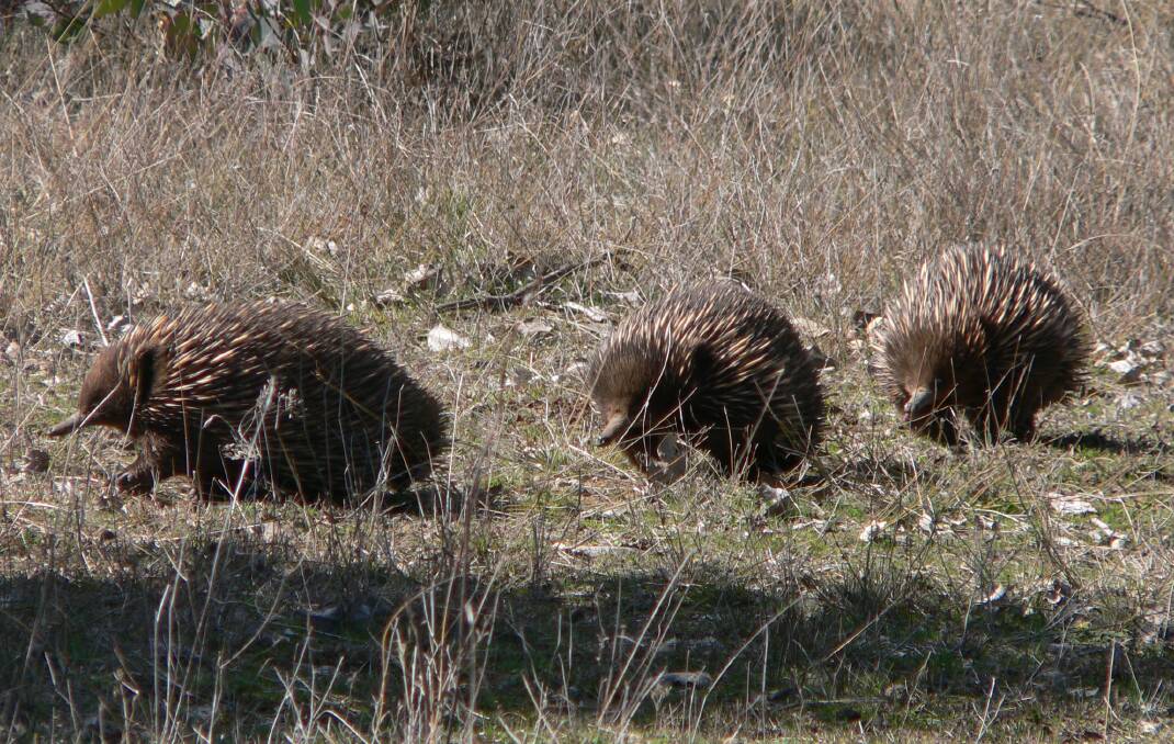 An echidna train on Black Mountain. Picture: Ian Fraser