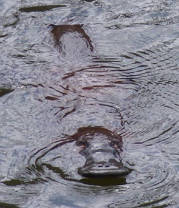 A platypus spotted near Bega. Picture: Matthew Higgins 