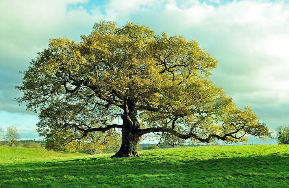 Feel disconnected to the world? Lie on the ground beneath a tree and look at the sky above its branches. Picture: Shutterstock