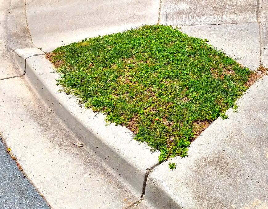 Is this Canberra's tiniest patch of grass? Picture: Evan Croker