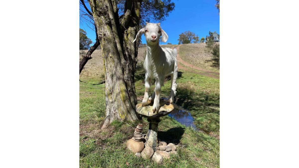 Bilbo the billy goat stands watch over his Mt Fairy home. Picture: Laura Grace