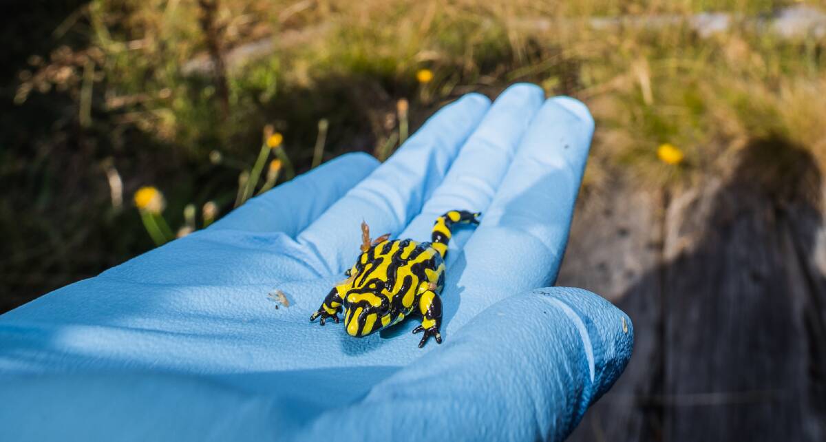 Corroboree frogs release toxins when threatened. Picture by Alex Pike