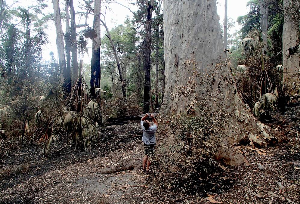 'Old Blotchy' - one of the biggest spotted gums on the planet - survived the fires. Picture: John Perkins