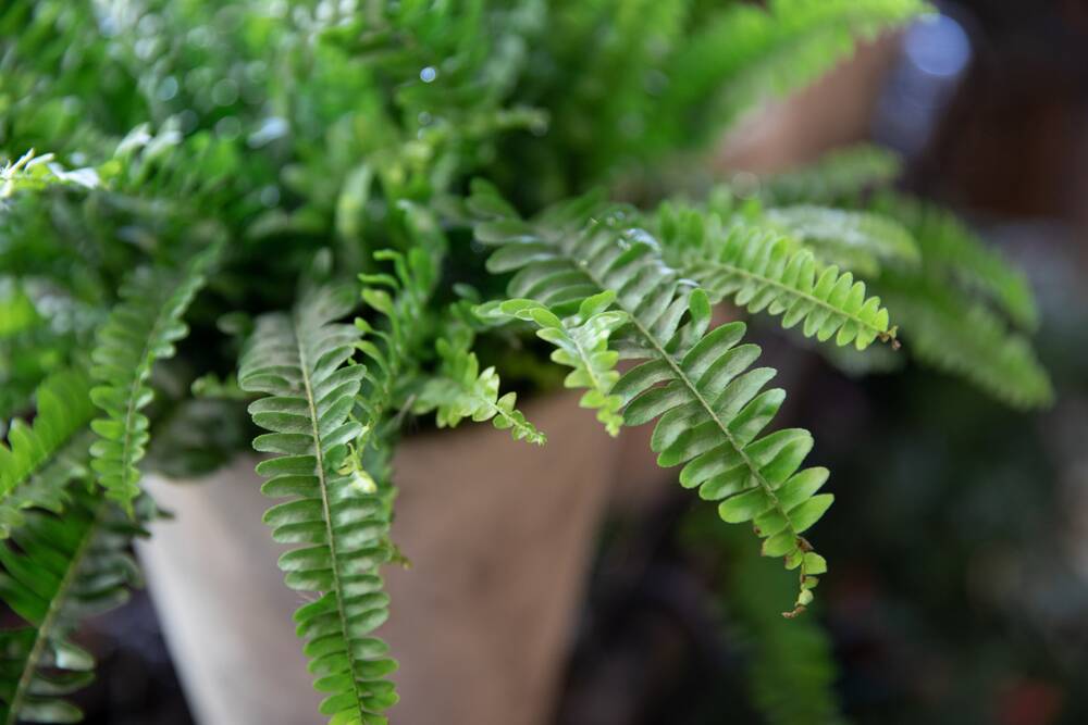 Ferns like moist soil, humid air and plenty of dappled light. Picture: Sutterstock
