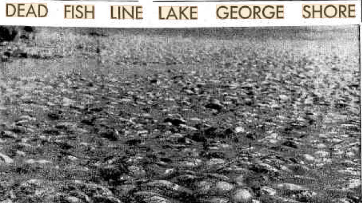 The Canberra Times article of December 25, 1962, showing the dead fish piled up on the western shore of Lake George. Picture supplied
