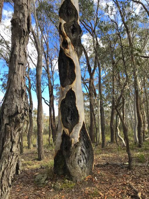 The scarred tree near Bywong. Picture by Jan Pryor