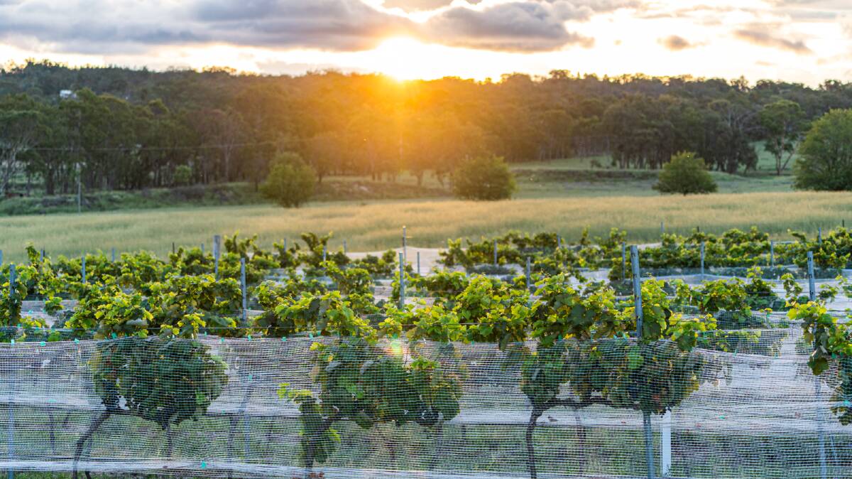 The Granite Belt wine region is about two hours away from Brisbane.
