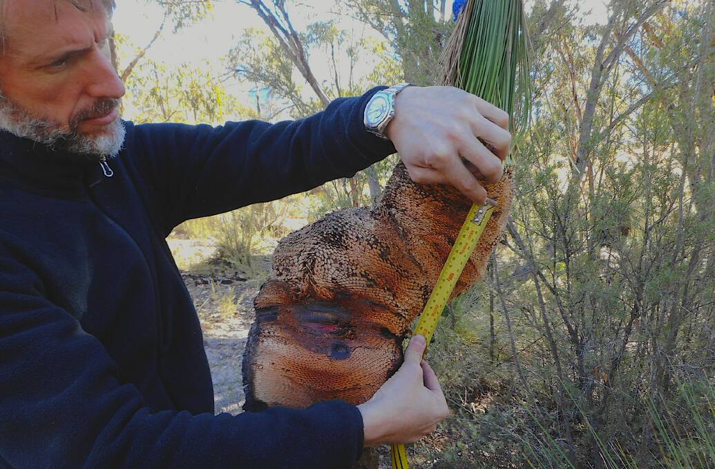 Dr Matthew Brookhouse measures the cross-section of a grass tree at Tidbinbilla. The large black 'band' where the trunk bends is evidence of the 2003 bushfires. Picture: Jess Bridgart